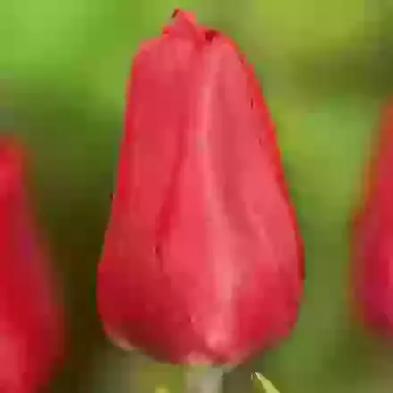 Ruby Prince
